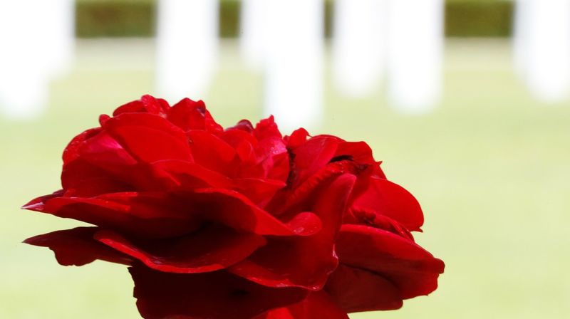 Navnet minnelund på Klæbu kirkegård