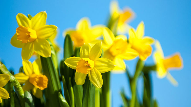 God påske! Lahkoe påaskh!