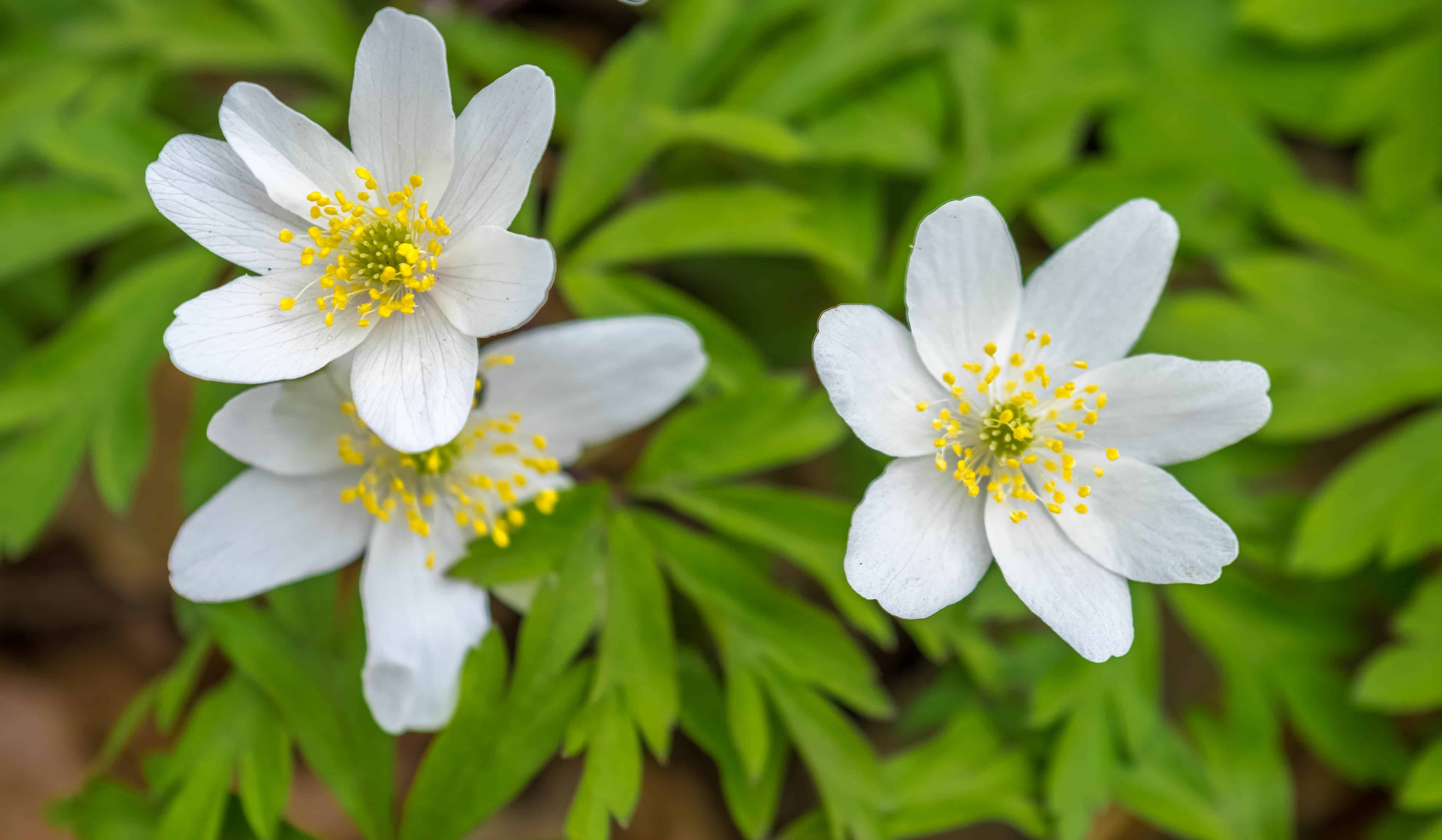 Toppbilde for Nidelven menighet
