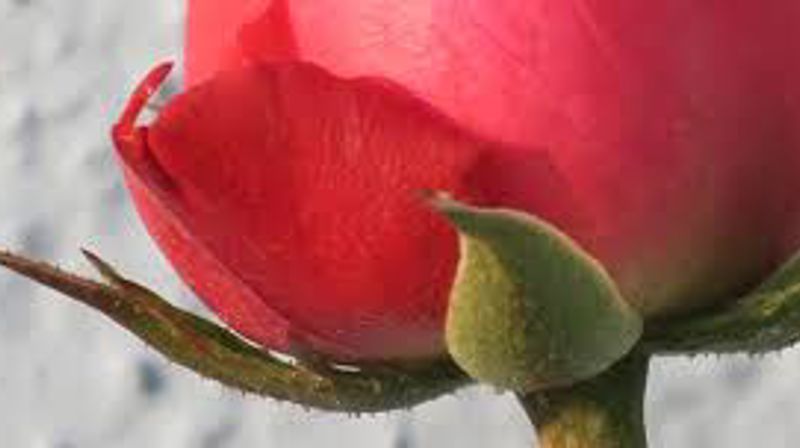 "Du skal elske din neste som deg selv"