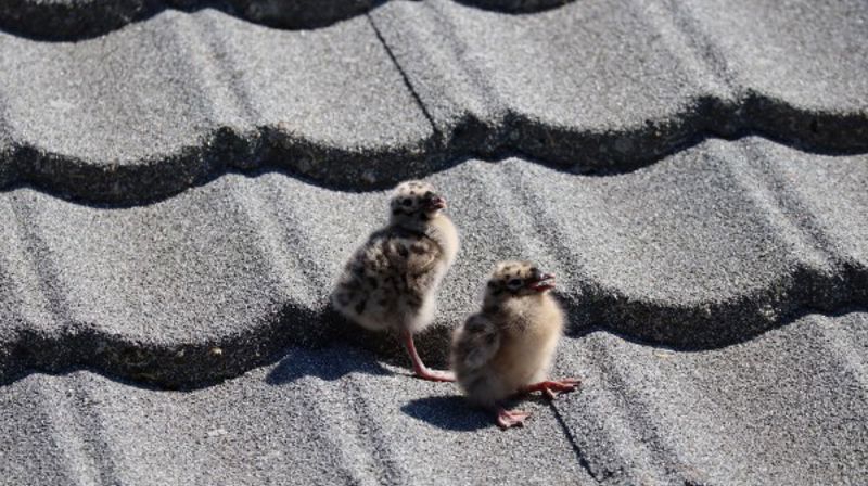 Måsungene utforsker verden