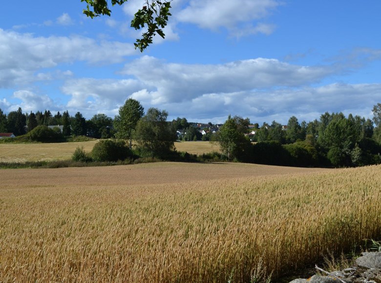Søndagstanker 7. juli 2019