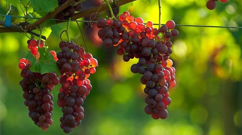 Søndagstanker 14. mai 2017