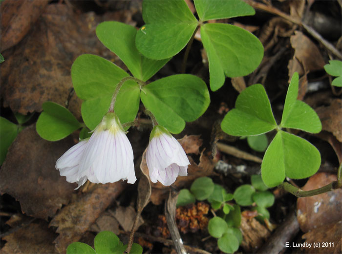 Søndagstanker 11. juni 2017