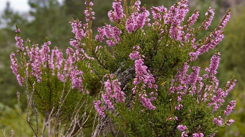 Kjære dere som vi vanligvis ser på hyggetreff