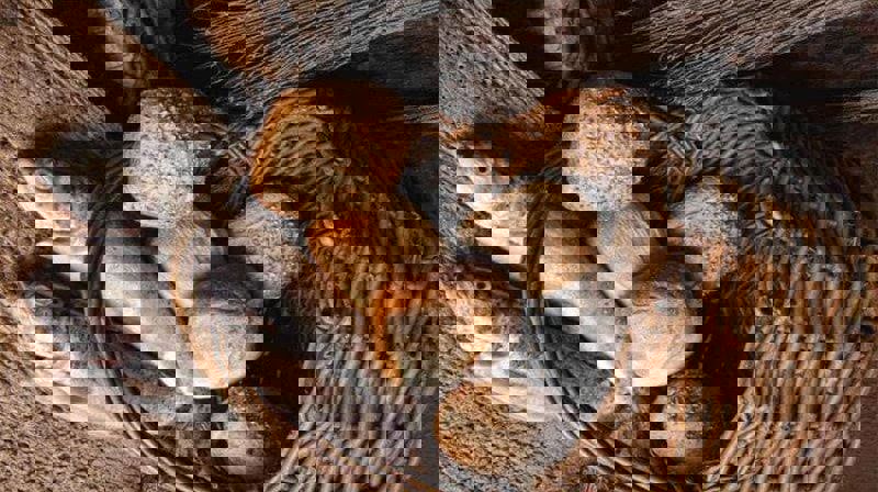 Søndag = Sønkidz! :)