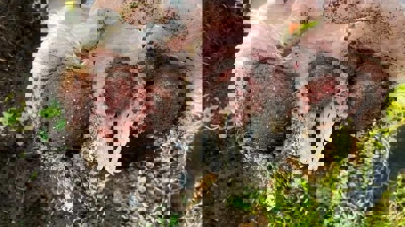 Velkomen til Hausttakkefest i Ulstein kyrkje!