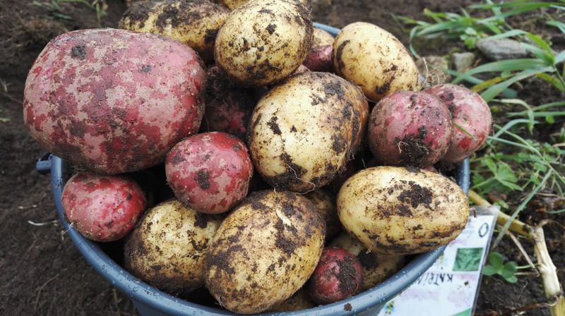 Nytt Liv - trusopplæring 7 år