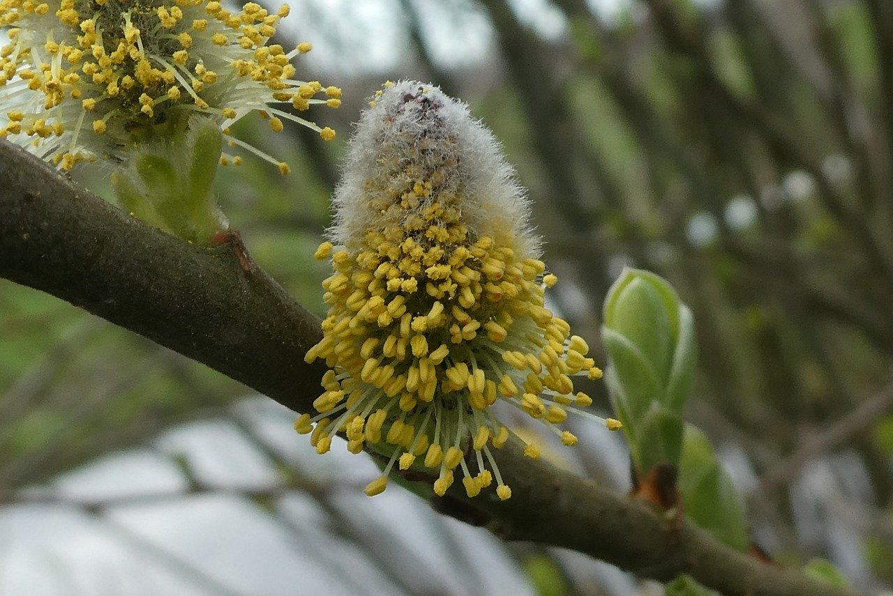 Bilde: Elsemagriet - Pixabay