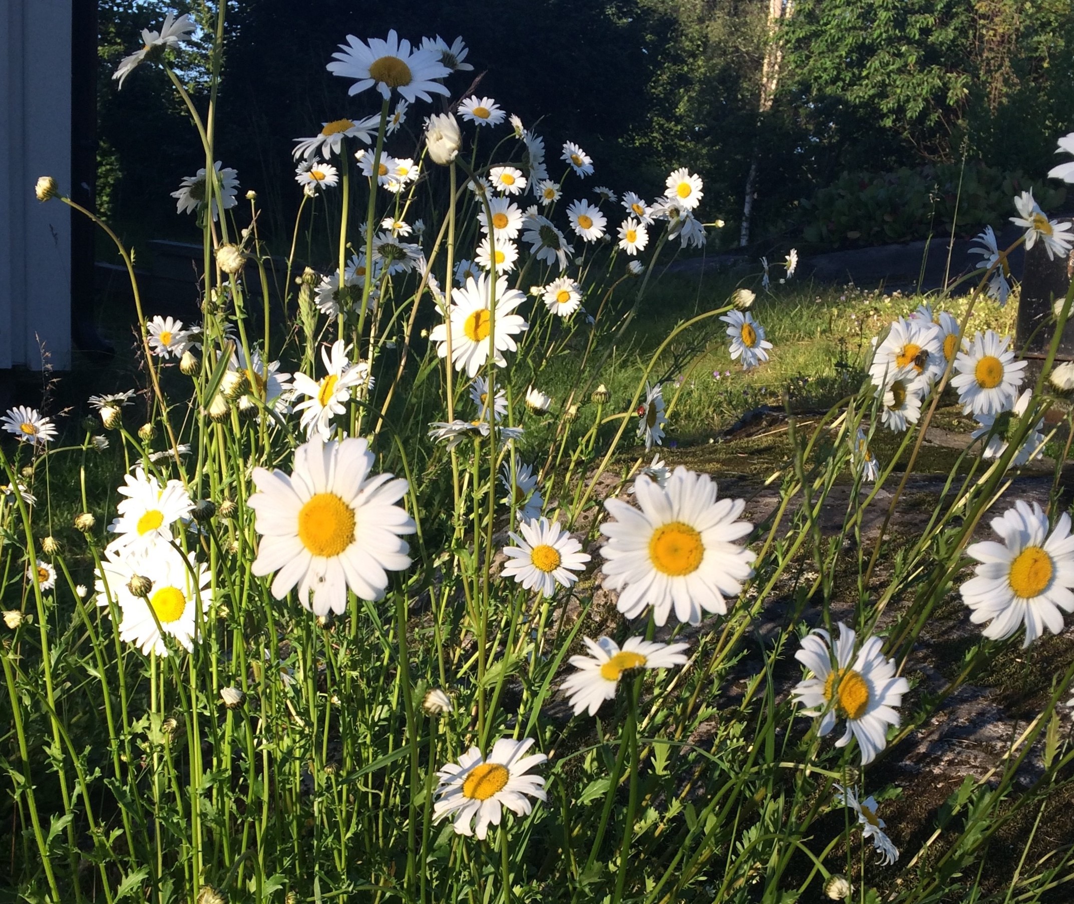 Prestekrager  Foto: Line Solvik