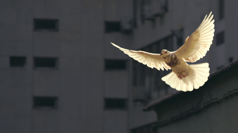 I Evangeliet etter Matteus, kapittel 3, vers 16 heter det: «Da Jesus var blitt døpt, steg han straks opp av vannet. Og se, himmelen åpnet seg, og han så Guds Ånd komme ned over seg som en due.» I kirkens tradisjonelle ikonografi har Den hellige ånd derfor ofte blitt framstilt som en due. Foto: Unsplash.com