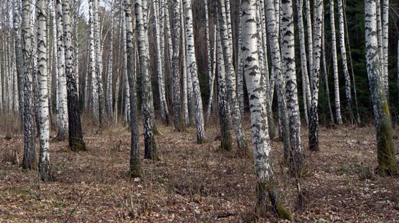 Kirkens miljø- og klimaengasjement