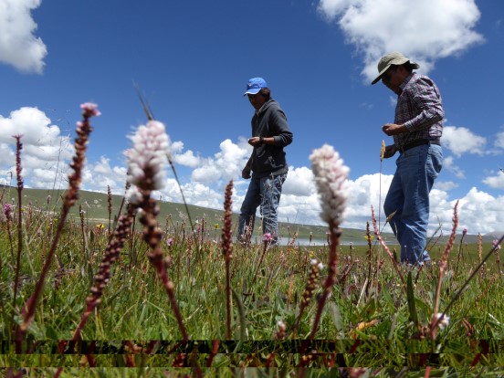 Tibetanerne på verdens tak